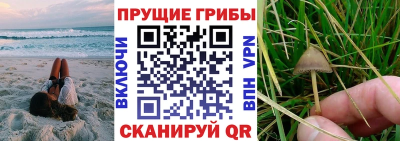 Галлюциногенные грибы Psilocybine cubensis Купить где Кущёвская
